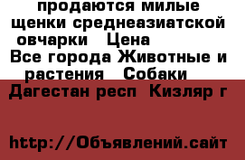 продаются милые щенки среднеазиатской овчарки › Цена ­ 30 000 - Все города Животные и растения » Собаки   . Дагестан респ.,Кизляр г.